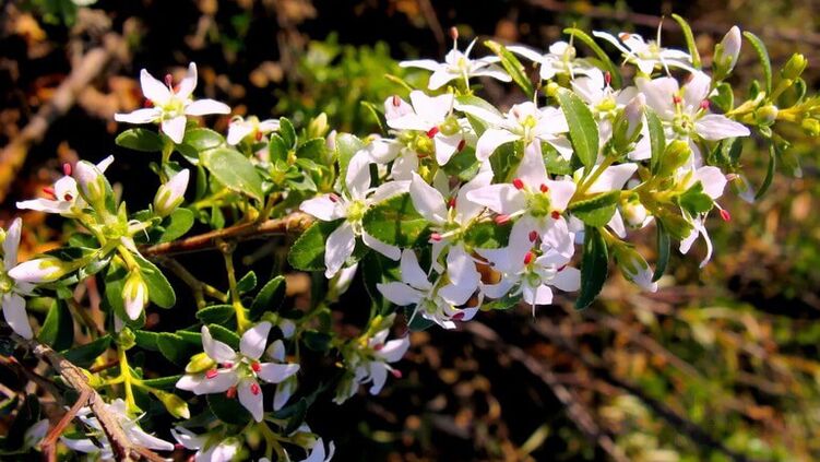 Buch elhagyja a Cystolax -ot